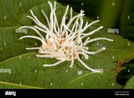 Attēlu rezultāti vaicājumam “Cordyceps farinosa”