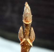 Attēlu rezultāti vaicājumam “Acer saccharinum bud”