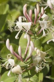 Attēlu rezultāti vaicājumam “Lonicera caprifolium”