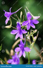 Attēlu rezultāti vaicājumam “Consolida regalis”