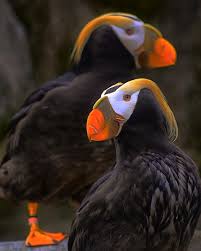 Image result for Fratercula cirrhata