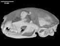 Digimorph - Felis silvestris catus (feral domestic cat)