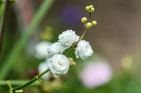 Attēlu rezultāti vaicājumam “Alismataceae”
