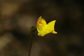 Attēlu rezultāti vaicājumam “Utricularia intermedia flower”