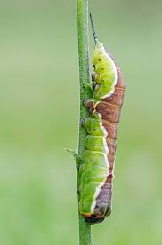 Attēlu rezultāti vaicājumam “Cerura vinula imago”