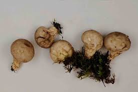 Attēlu rezultāti vaicājumam “Lycoperdon pyriforme”