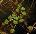 Attēlu rezultāti vaicājumam “Trapaceae”