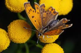 Attēlu rezultāti vaicājumam “Lycaena virgaureae female”