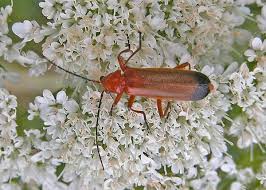 Attēlu rezultāti vaicājumam “Rhagonycha fulva”