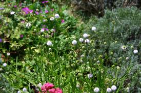 Image result for Succisella inflexa