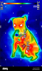 Image result for thermographie-aufnahmen