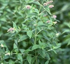 Image result for Menta x piperita