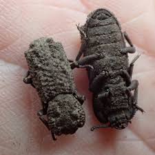 Attēlu rezultāti vaicājumam “Zopheridae”