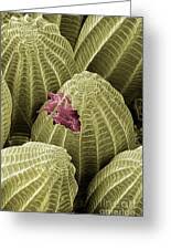 Attēlu rezultāti vaicājumam “Pieris brassicae underside”