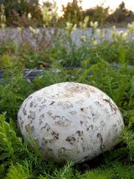 Attēlu rezultāti vaicājumam “Physarum confertum macro”