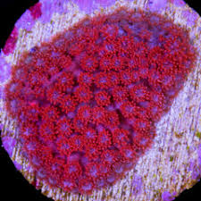 Attēlu rezultāti vaicājumam “Polypogon tentacularius”