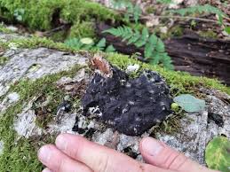 Attēlu rezultāti vaicājumam “Physarum braunianum sessile”