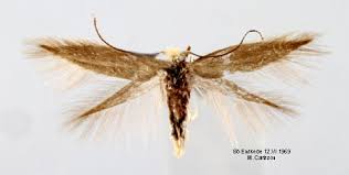 Attēlu rezultāti vaicājumam “Bucculatrix rhamniella”