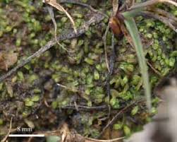 Attēlu rezultāti vaicājumam “Riccia canaliculata”