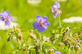 Attēlu rezultāti vaicājumam “Geranium palustre flower”