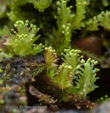 Attēlu rezultāti vaicājumam “Lophozia longidens”