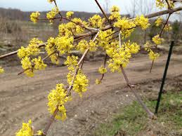 Attēlu rezultāti vaicājumam “Cornus mas flower”