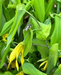 Attēlu rezultāti vaicājumam “Uvularia grandiflora”