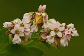 Attēlu rezultāti vaicājumam “Fagopyrum esculentum flower”