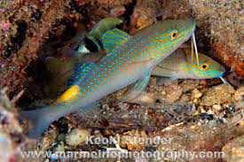 Image result for Parupeneus cyclostomus