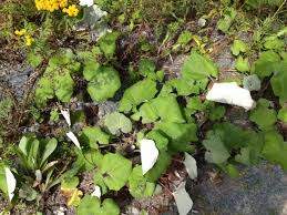 Attēlu rezultāti vaicājumam “Tussilago farfara fruit”