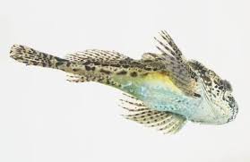 Image result for Myoxocephalus scorpius