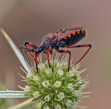 Attēlu rezultāti vaicājumam “Rhynocoris annulatus imago”