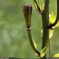 Attēlu rezultāti vaicājumam “Lilium martagon fruit”