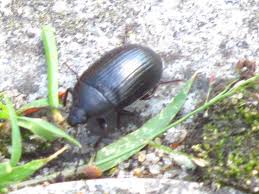 Attēlu rezultāti vaicājumam “Prionychus ater”