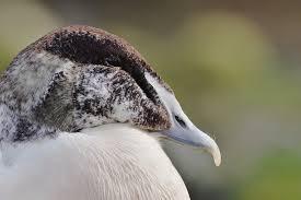 Attēlu rezultāti vaicājumam “Somateria mollissima male”