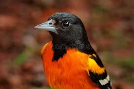 Image result for Icterus galbula