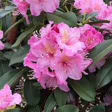 Image result for haaga tehron