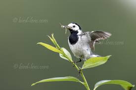 Attēlu rezultāti vaicājumam “Motacilla alba nest”