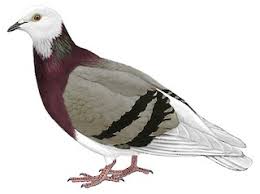 Attēlu rezultāti vaicājumam “Columba livia f. domestica adult”