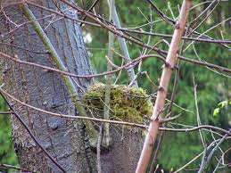Attēlu rezultāti vaicājumam “Turdus viscivorus nest”