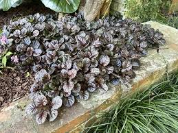 Attēlu rezultāti vaicājumam “Ajuga reptans”