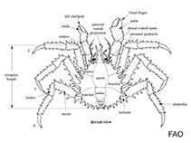 Image result for Lithodes maja