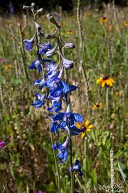 Image result for Gaillardia amblyodon