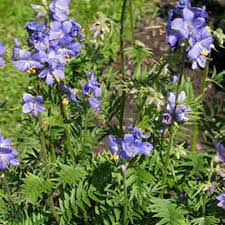 Attēlu rezultāti vaicājumam “Polemonium caeruleum leaf”