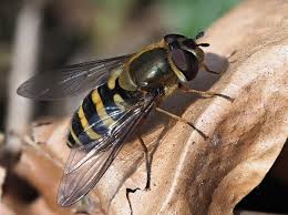 Attēlu rezultāti vaicājumam “Syrphus torvus”