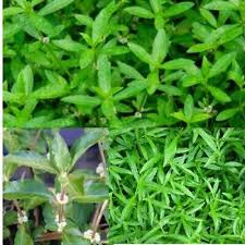 Attēlu rezultāti vaicājumam “Licea pusilla sessile”