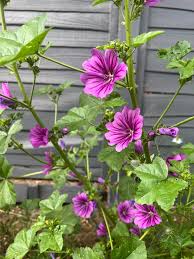 Image result for Malva sylvestris