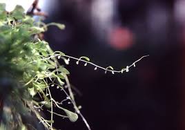 Attēlu rezultāti vaicājumam “Utricularia minor leaf”