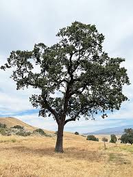 Attēlu rezultāti vaicājumam “Quercus”