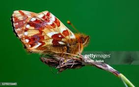 Attēlu rezultāti vaicājumam “Boloria eunomia underside”
